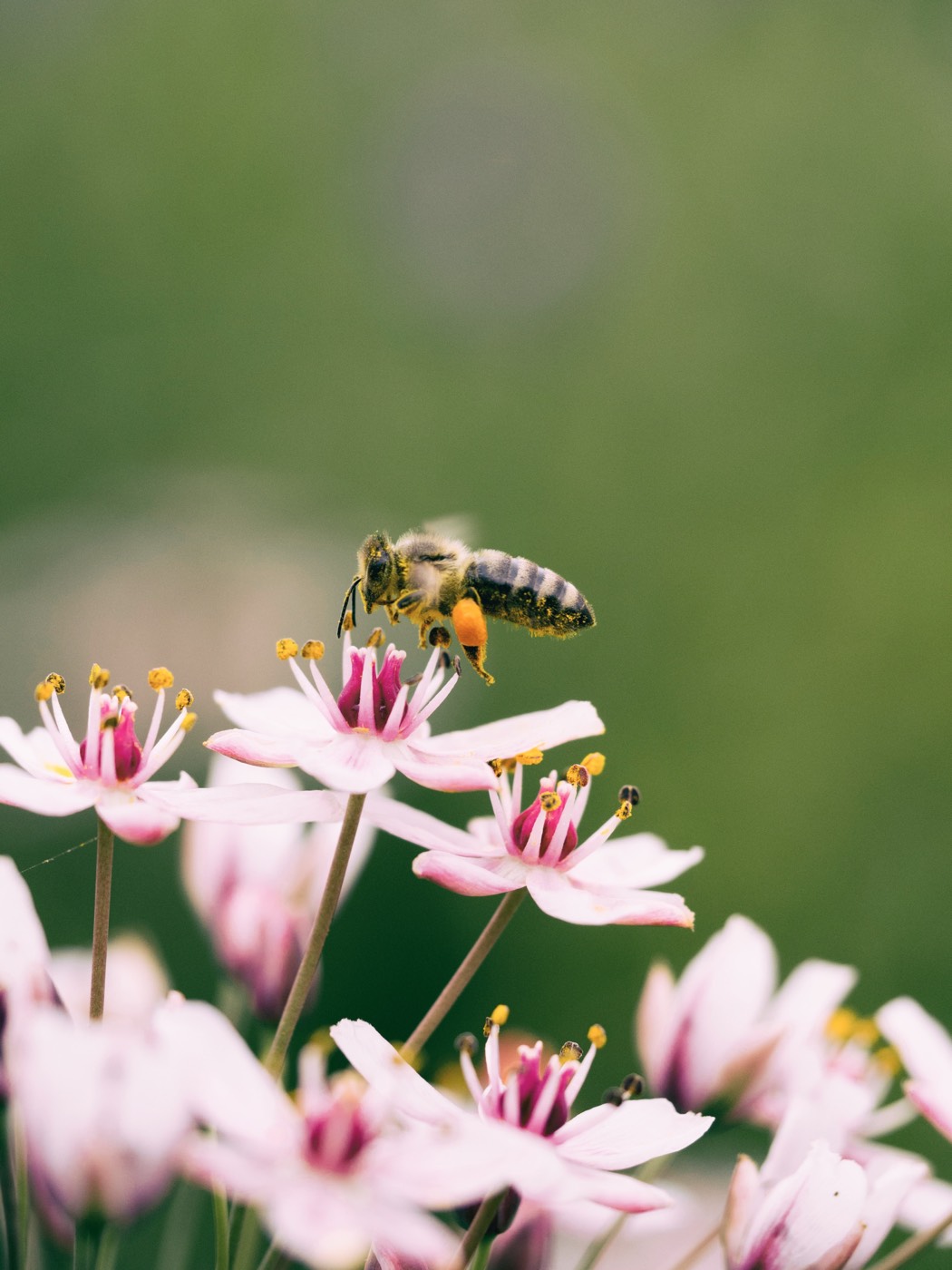 Bee pollinating a flower
