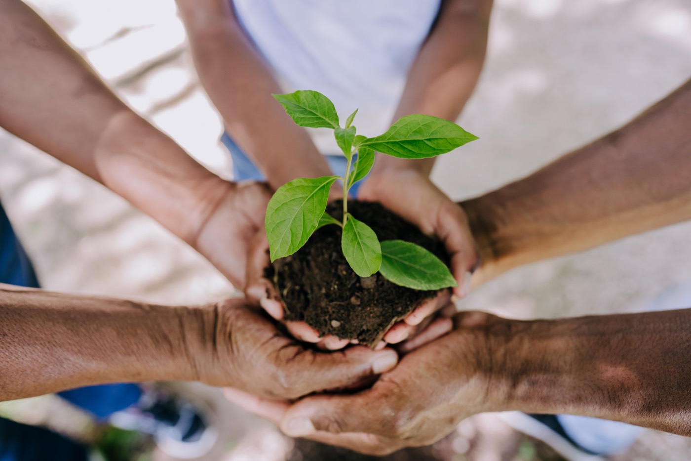 Hands holding a seedling